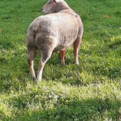 Vds bélier antenais Charollais