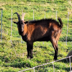 Vds bouc reproducteur type Alpin de 2 ans.