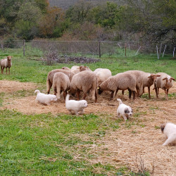 Vds chiots Montagne des Pyrénées