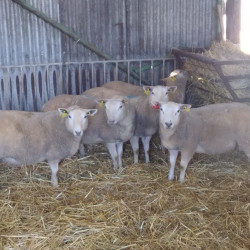 Vds 4 agnelles Texel croisées Romane