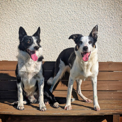 Chiots Border Collie LOF à réserver