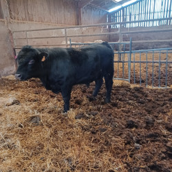 Vds taureau Angus Aberdeen