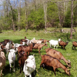 Elevage lait, fromage vd chèvres chevrettes BIO