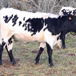 Vds génisse Bordelaise certifiée AB - 16 mois