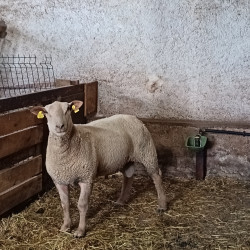 Bélier pur Charolais