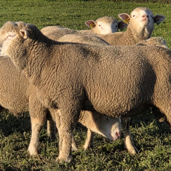 BÉLIERS ILE DE FRANCE