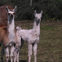 A vendre 2 lamas nés en 2024