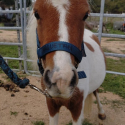 Mini Mouse d'Arquetan Poney type Shetland OC