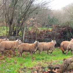 Lot de 8 agnelles Vendéennes pure race