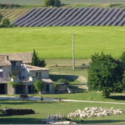 Vds 150 brebis Préalpes