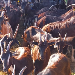Vds troupeau de chèvres Poitevines