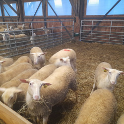 Vds agnelles Berrichon de l'Indre Bio