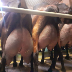 A réserver chevrettes et chevreaux AB à naître en février et mars prochain