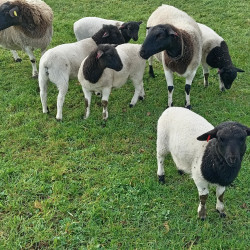 Moutons race Dorper