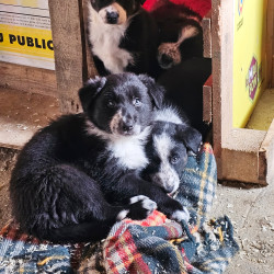 Vds chiot Border Collie LOF