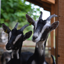Chevrettes et bouquillons Poitevins en agriculture biologique