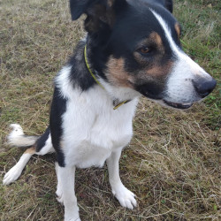 Border Collie de 3 ans dressé