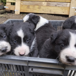 Vds chiots Border Collie