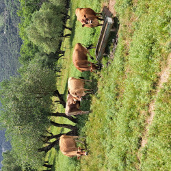 Cheptel vaches jersiaises