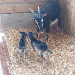 Chevrettes Poitevines