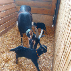 Vds chevreaux Poitevins