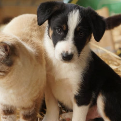 Chiots border collies LOF
