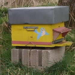 Ruches peuplées châtaigniers