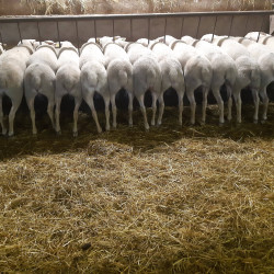 AGNELLES LACAUNE VIANDE GID