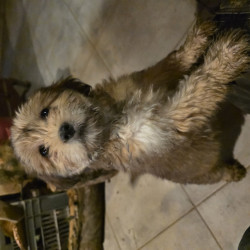 2 Chiots mâles, fauves et noir et fauves Berger des Pyrénées