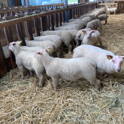 Béliers, agneaux, moutons Charollais