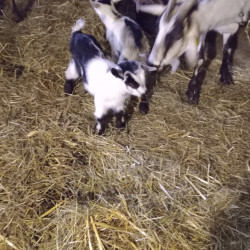 2 chevreaux Cou Clair du Berry