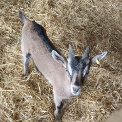 A vendre chevreau