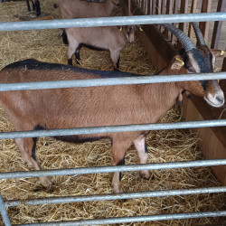 A vendre 2 Chevrettes de 1 an