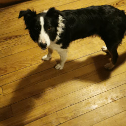Vds femelle BORDER COLLIE