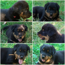 A réserver chiots Beaucerons LOF