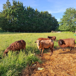 Tondeur mouton