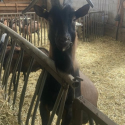 Bouc reproducteur Alpin