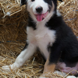 MALE CHIOT BORDER COLLIE LOF