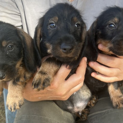 A vendre chiots Teckel poil dur standard