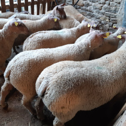 Moutons Charollais