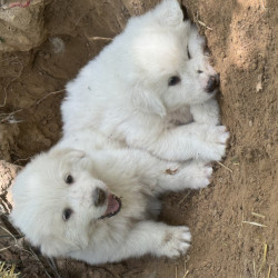 Chiot montagne des pyrénées / patou