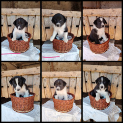 Chiots Border collie