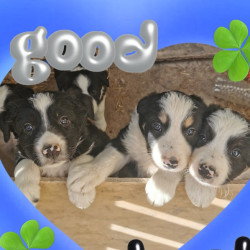 chiots Border Collie