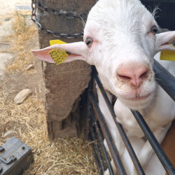 Boucs saanen A/A