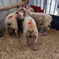 Vends béliers charolais reproducteurs