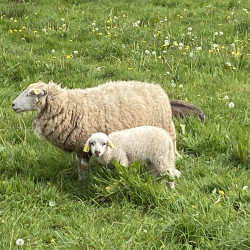 Agnelles de reproduction Landes de Bretagne 2026