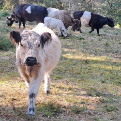 Vds bovins Galloway