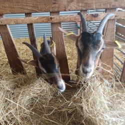 A vendre 3 chèvres