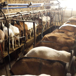 À vendre – Troupeau caprin laitier – 184 animaux – suivi contrôle laitier – Départ en retraite