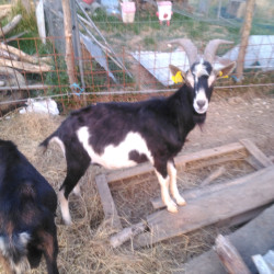 Vend boucs reproducteurs
